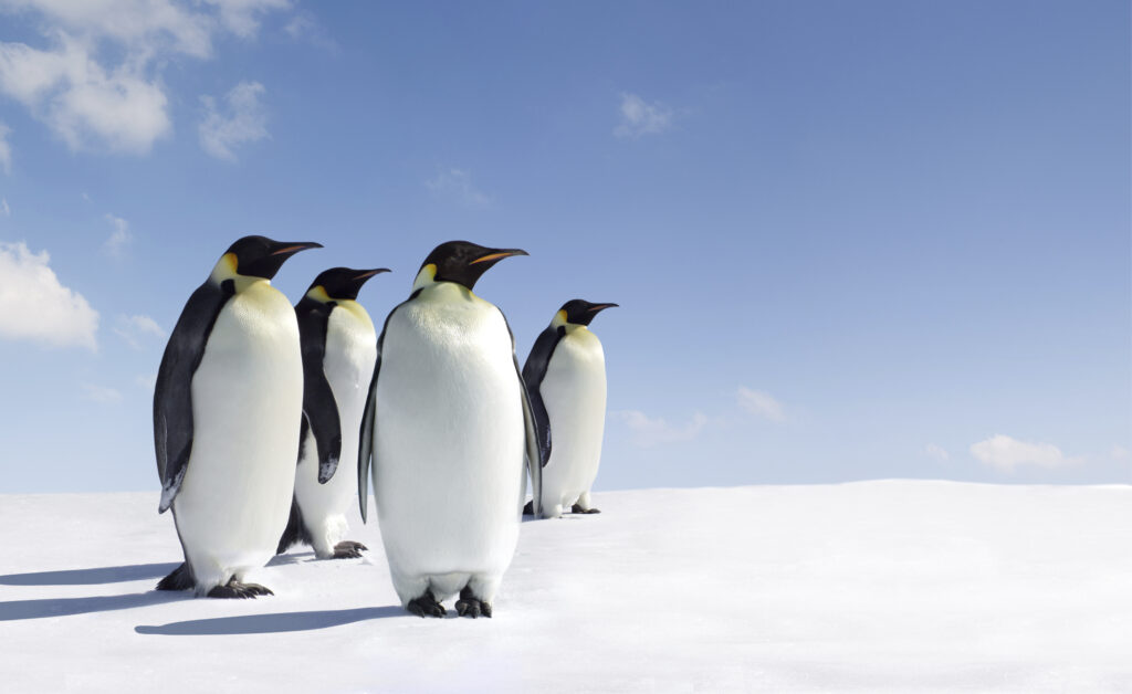 Google Penguin 3.0 is here - what to do now